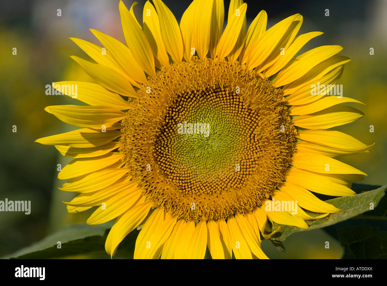 Close up sunflower hi-res stock photography and images - Alamy