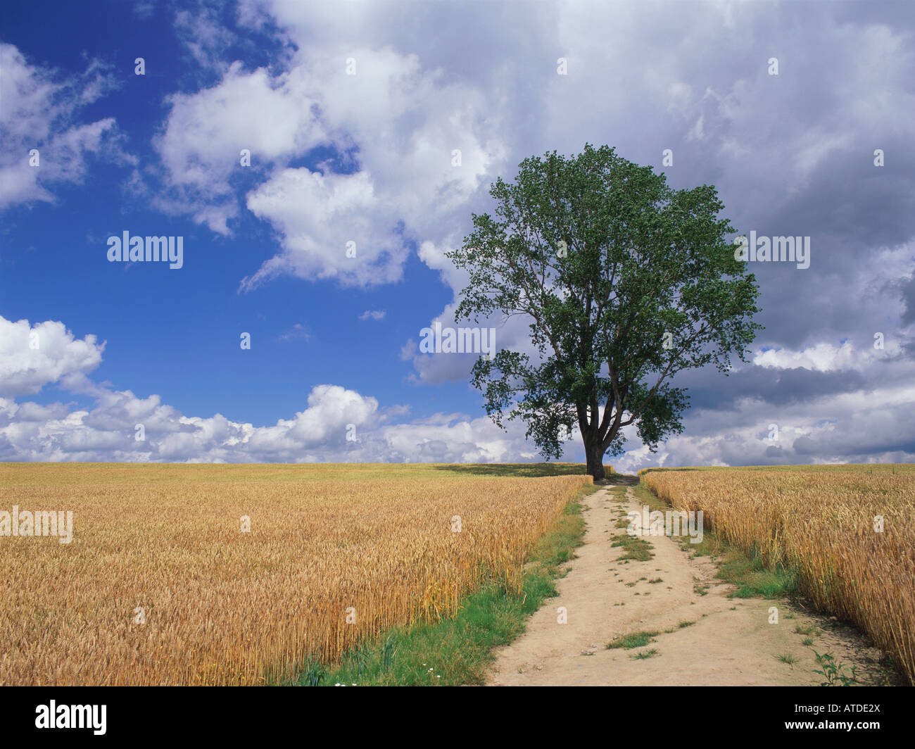 Single tree in wheat field, Hokkaido, Japan Stock Photo - Alamy