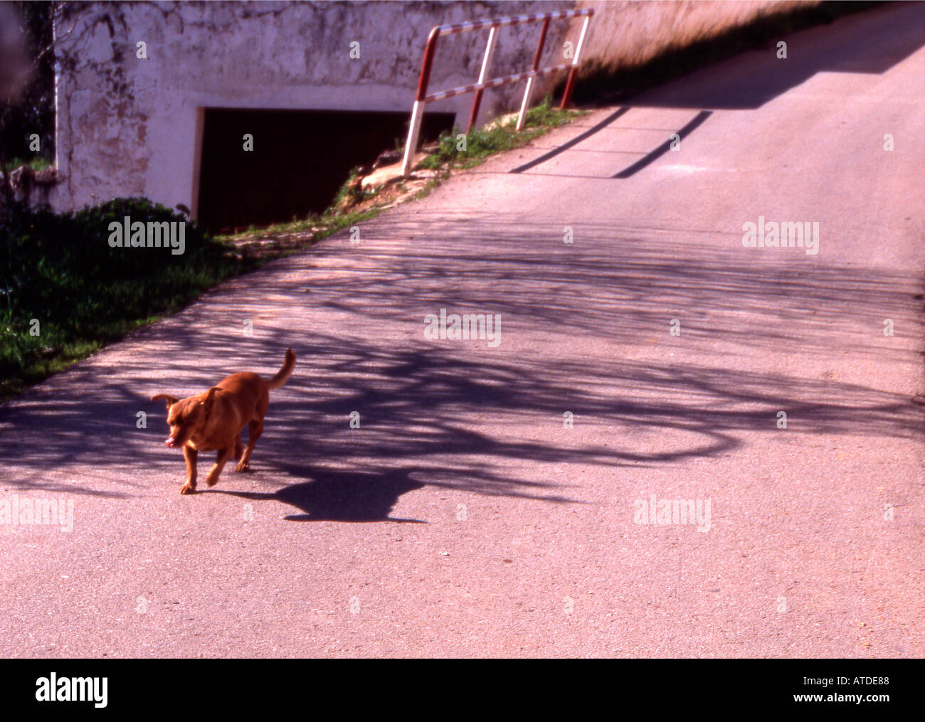 Dog running down street Stock Photo Alamy