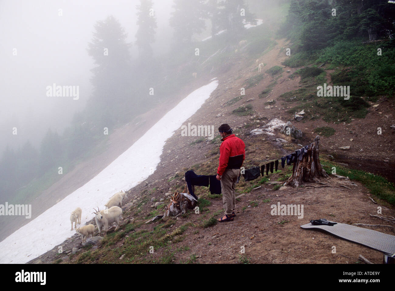Backpacker at camp observing Mountain goat herd, Olympic National Park backcountry, Washington State Stock Photo