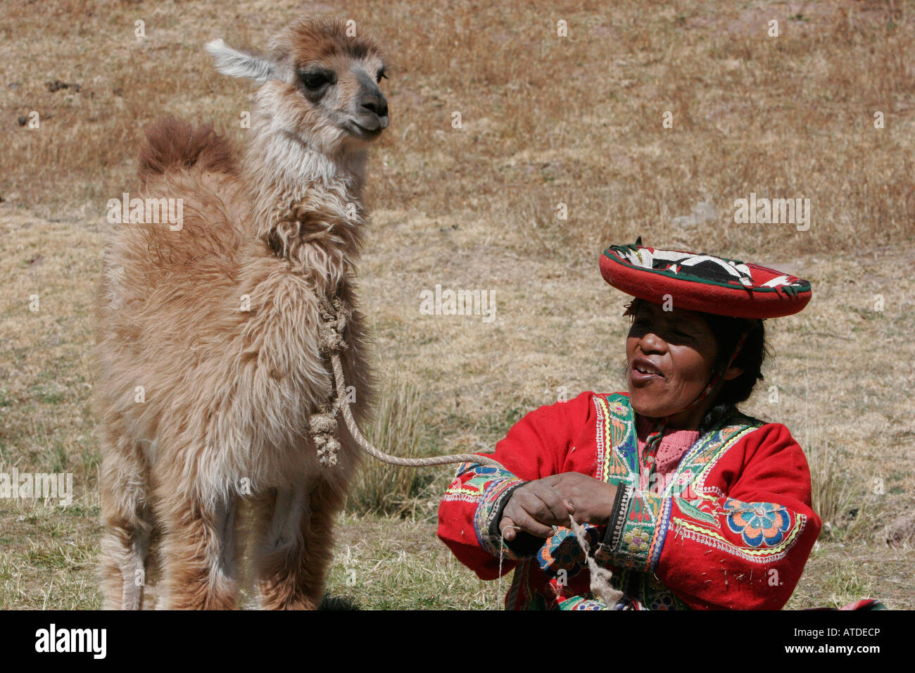 Local Peruvian woman with llama near Cusco Peru Stock Photo