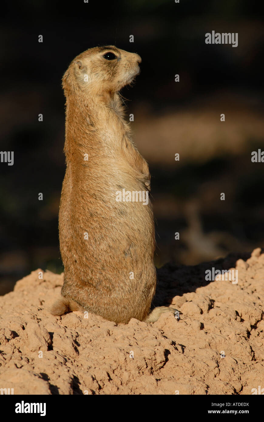 Stock photo profile of a Utah prairie dog standing upright. Stock Photo