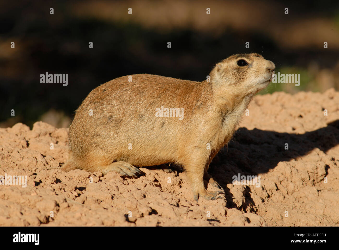 Stock photo profile of an adult Utah prairie dog. Stock Photo