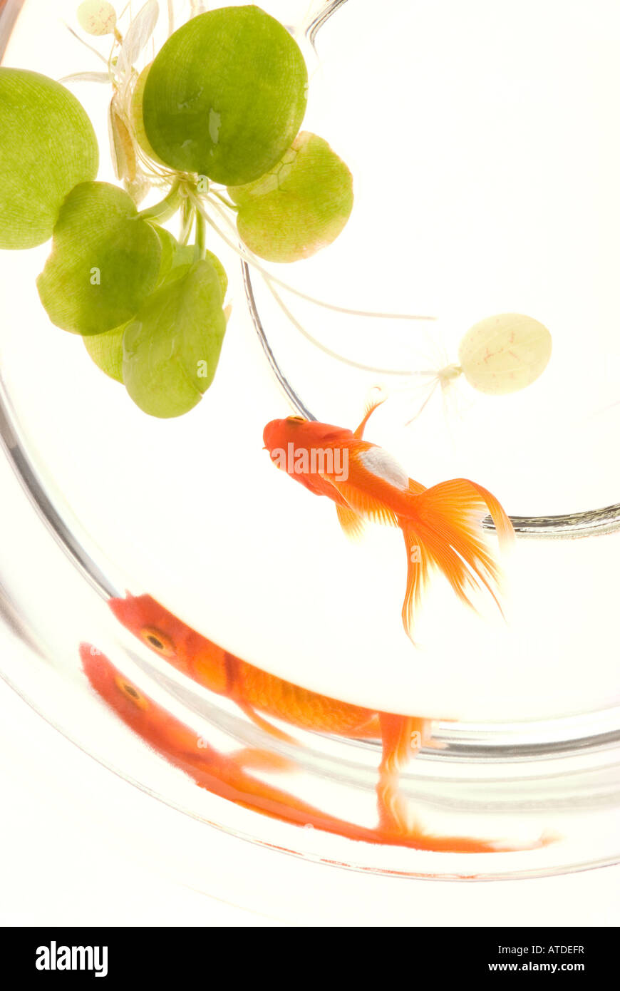 Goldfish in fishbowl Stock Photo