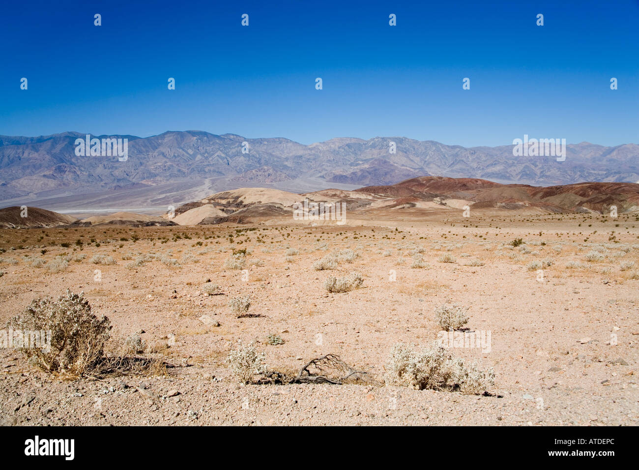 Death valley vegetation plants hi-res stock photography and images - Alamy
