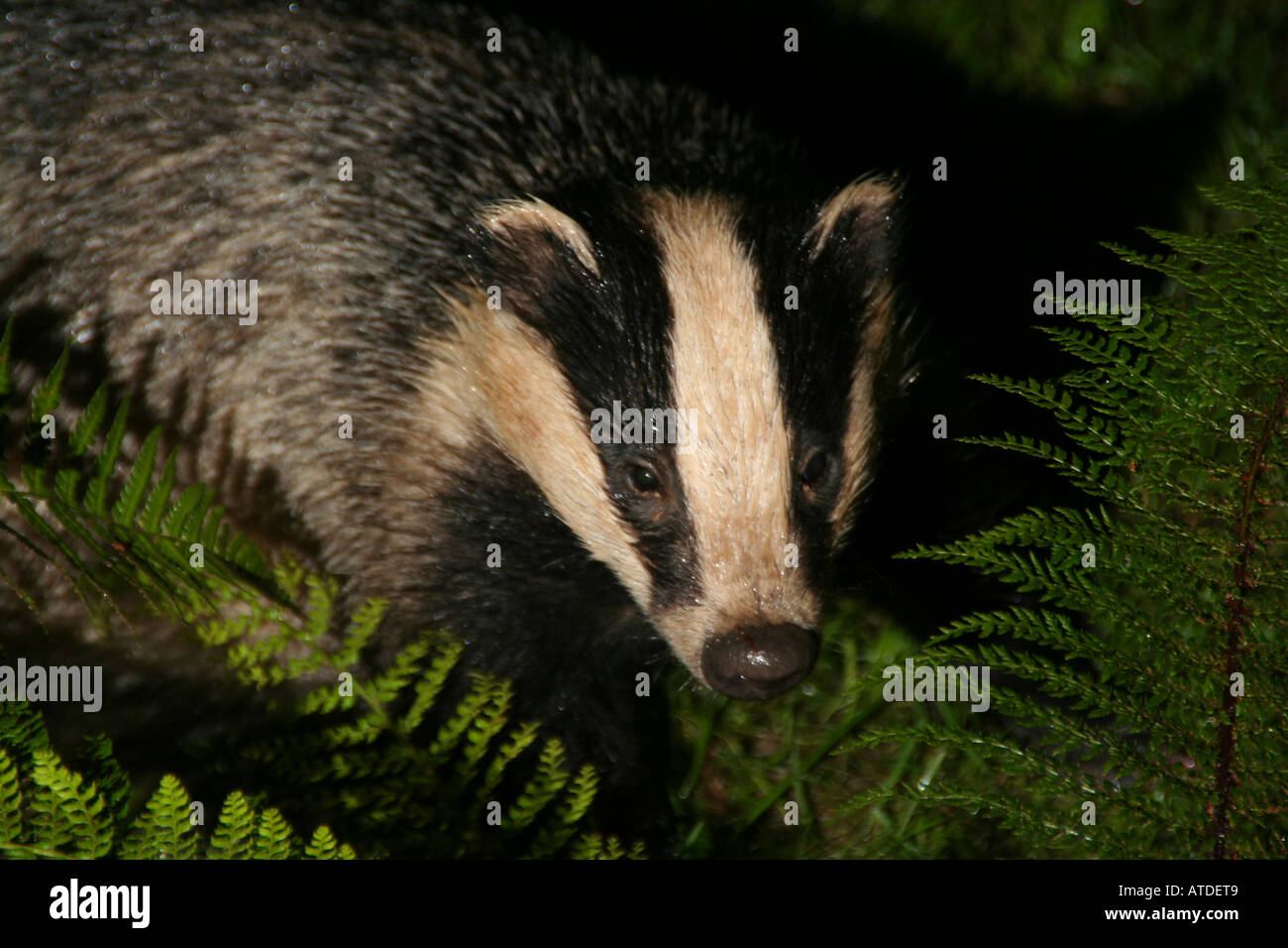 European Badger in ferns at night. Stock Photo