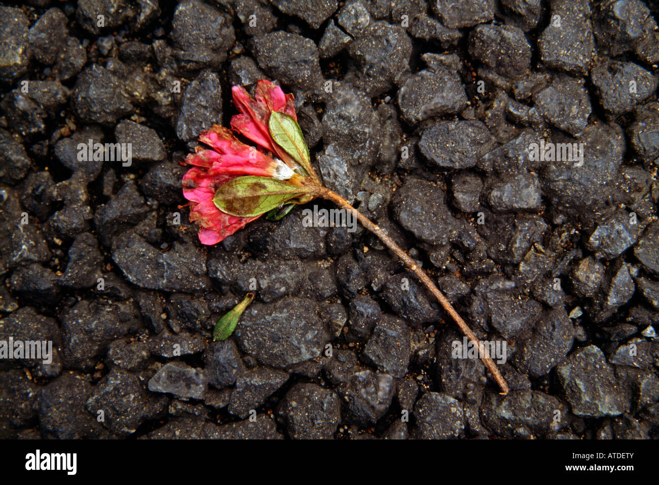 Close up of crushed flower blossom on city pathway in Tachikawa