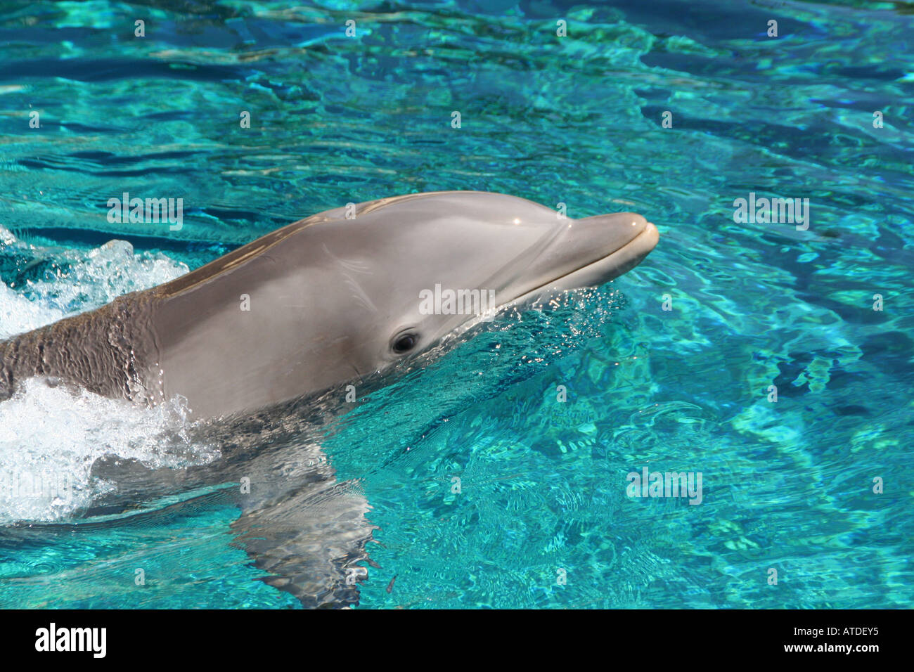 Dolphin swimming in a pool. Stock Photo