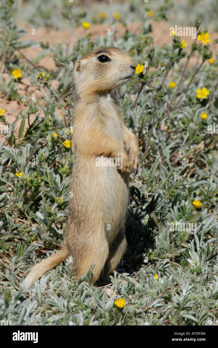 Stock photo of a young Utah prairie dog standing among yellow flowers. Stock Photo