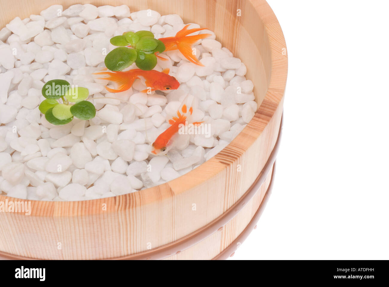 Goldfish in tub Stock Photo