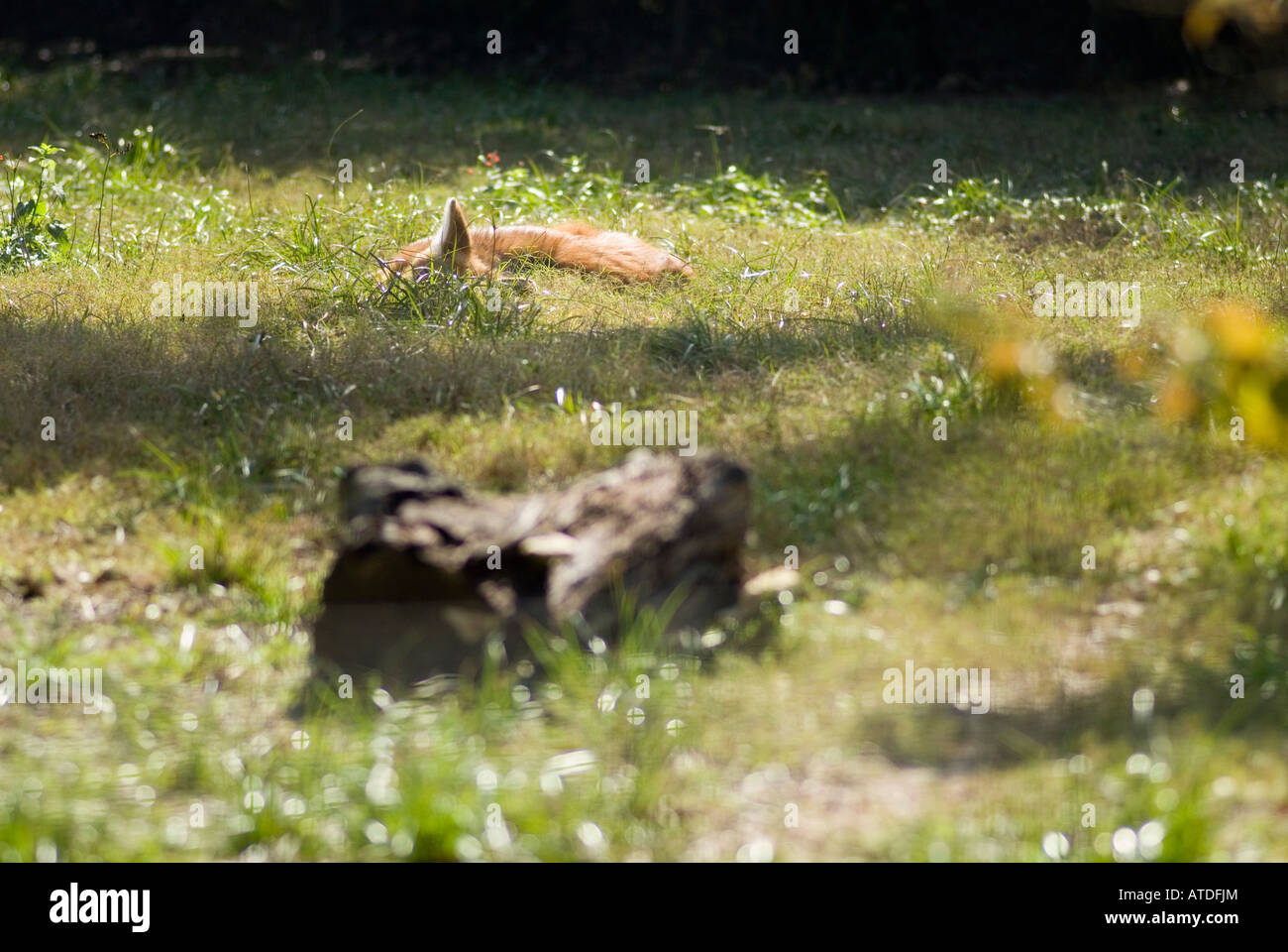 A Red Wolf partially obscured by the grass takes a nap in the noon day sun Stock Photo