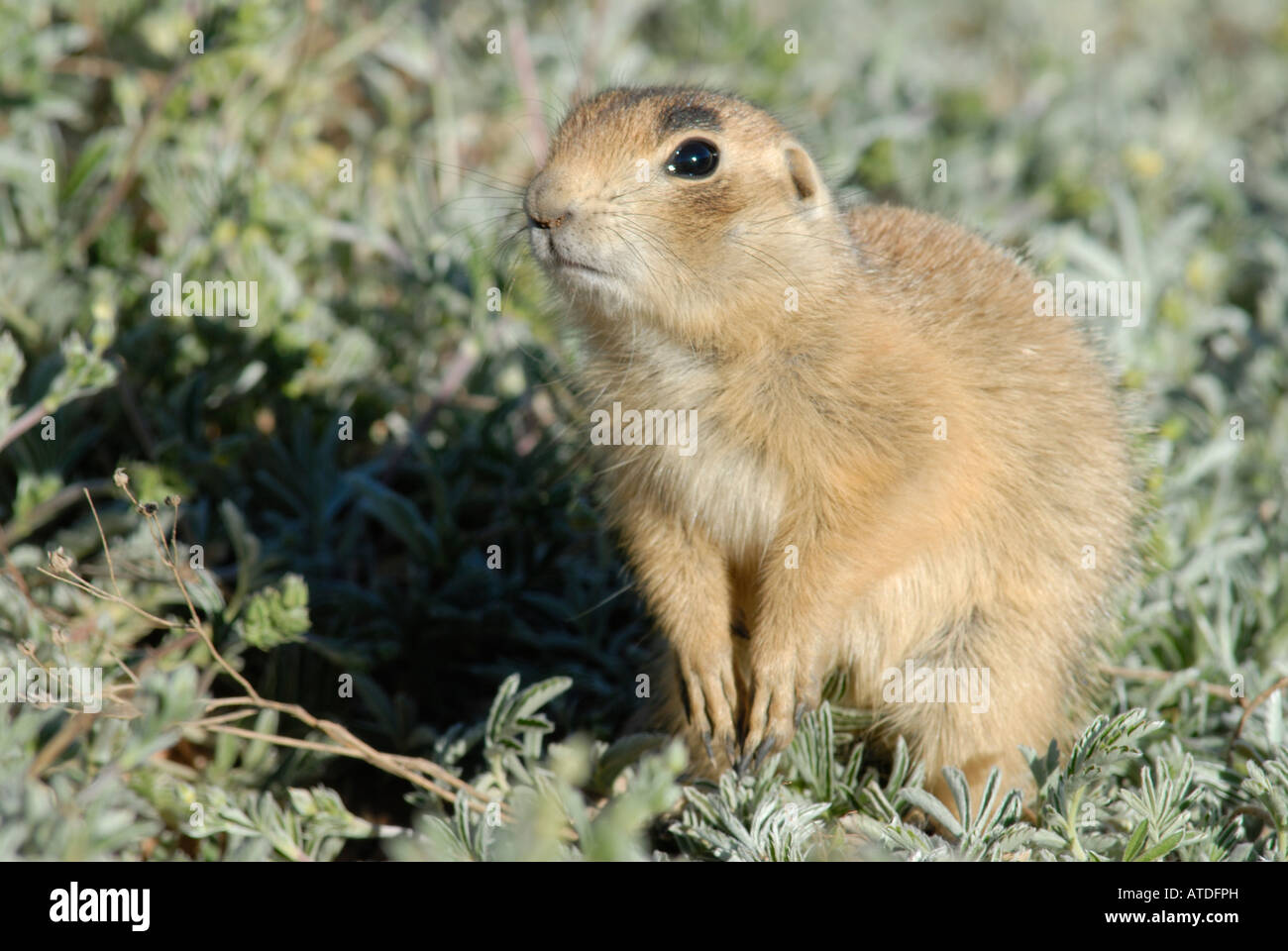 Stock photo of a young Utah prairie dog. Stock Photo