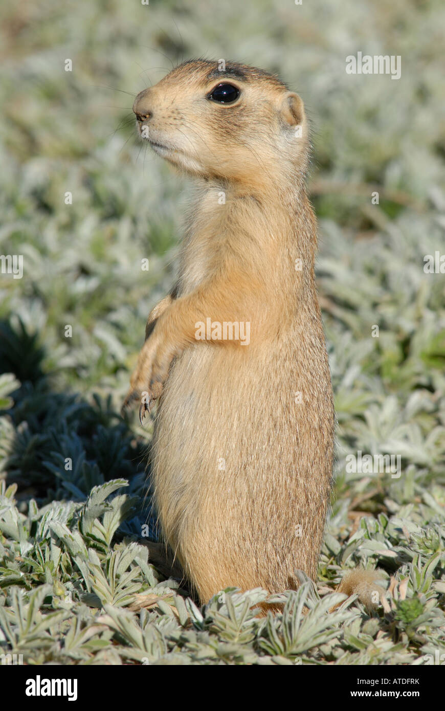 Stock photo of a young Utah prairie dog standing upright. Stock Photo