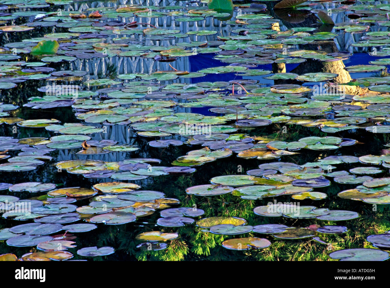 Lily pond Vanier Park Vancouver British Columbia Canada Stock Photo