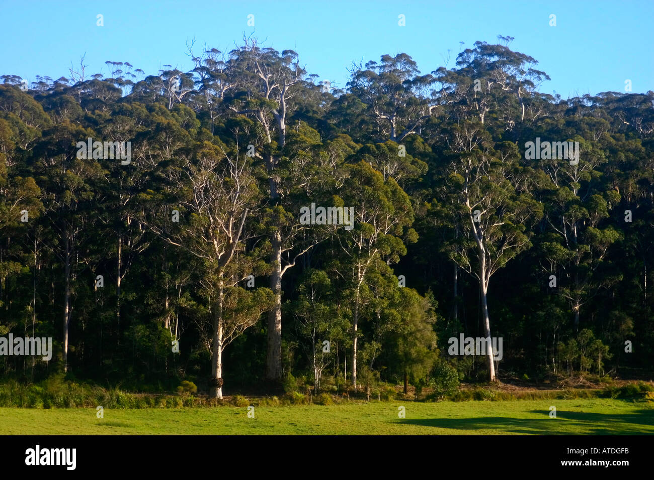 Forest of giant Karri trees near Walpole Western Australia Stock Photo