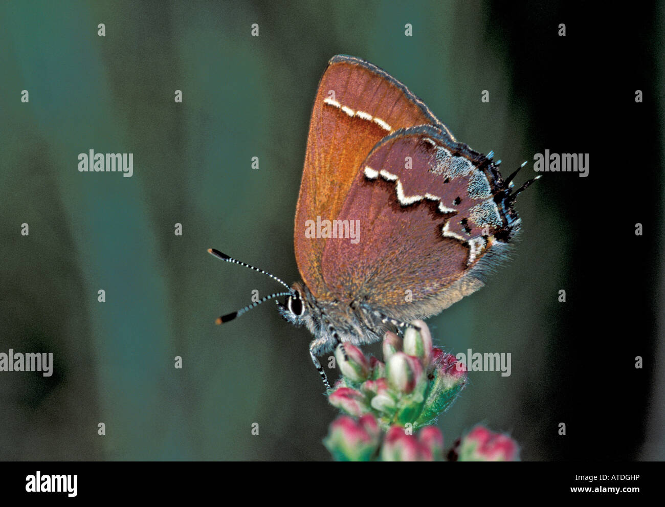 Nelson s Juniper Hairstreak Callophrys gryneus nelsoni CALIFORNIA United States March Lycaenidae Theclinae Stock Photo