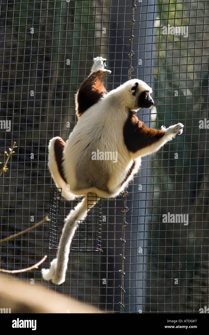 A Coquerel's Sifaka climbing on a fence at the Houston Zoo Texas USA Stock Photo