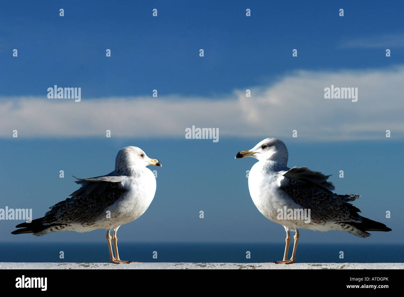 two gulls looking each other Stock Photo