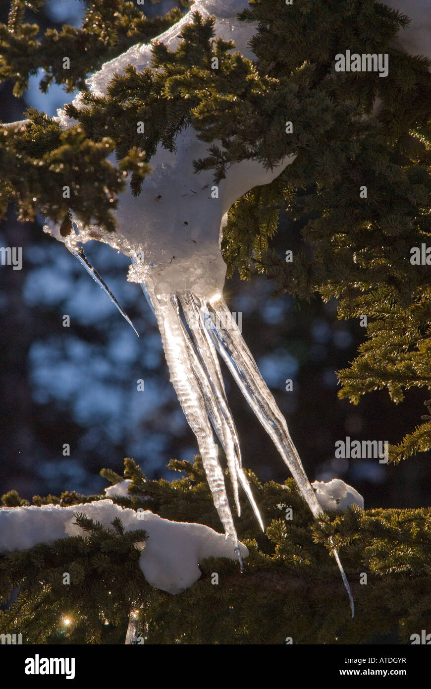 winter christmas season tree icicles frozen ice spikes hang from tree