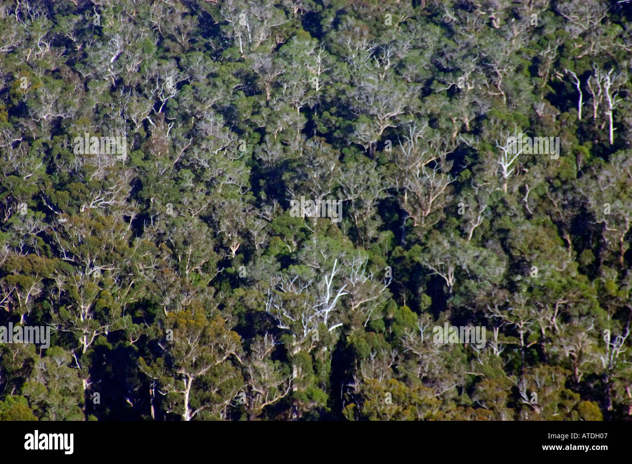 Forest of giant Karri trees near Walpole Western Australia Stock Photo