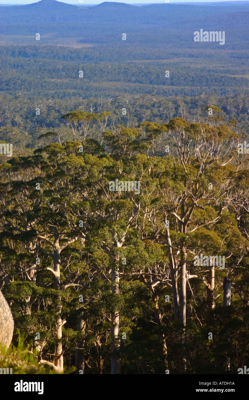 Forest of giant Karri trees near Walpole Western Australia Stock Photo
