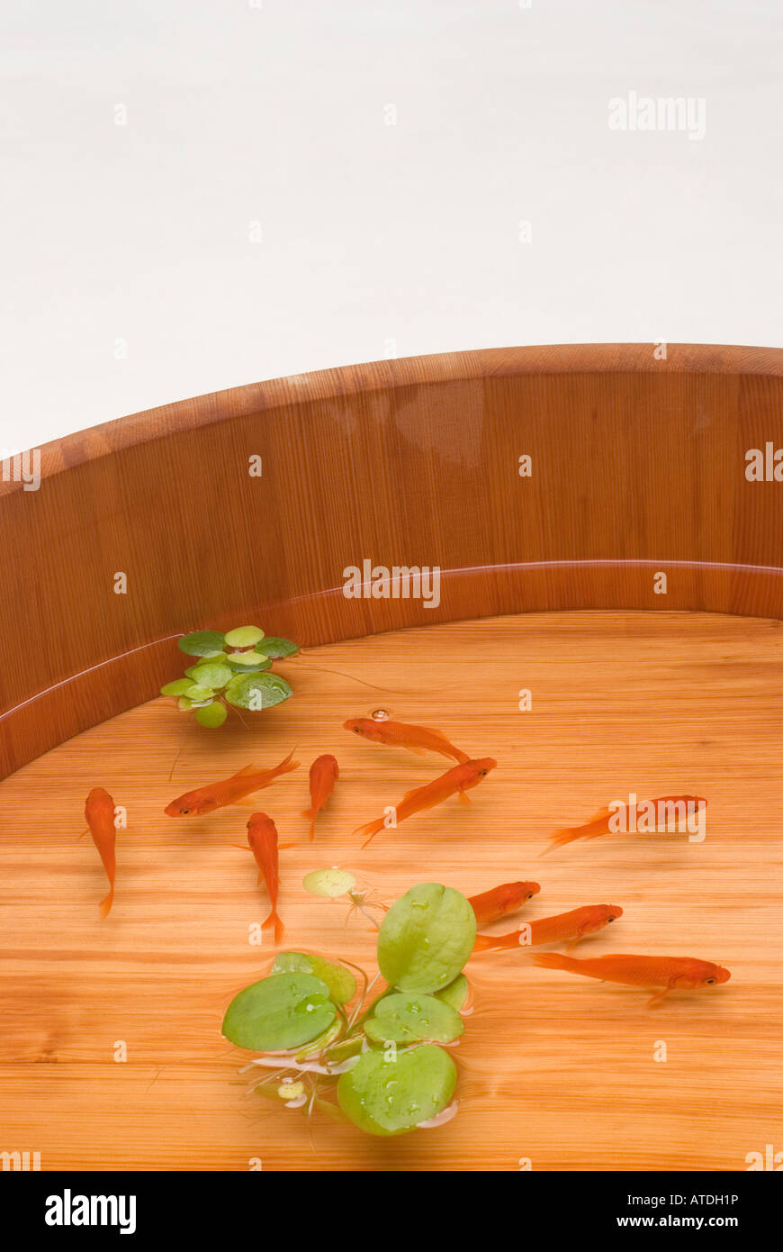 Goldfish in tub Stock Photo