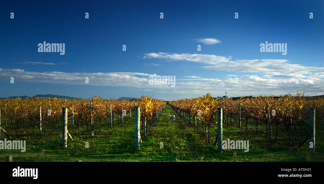 Panoramic of the vineyards in hawkes bay new zealand with soft evening light and crisp blue skys Stock Photo