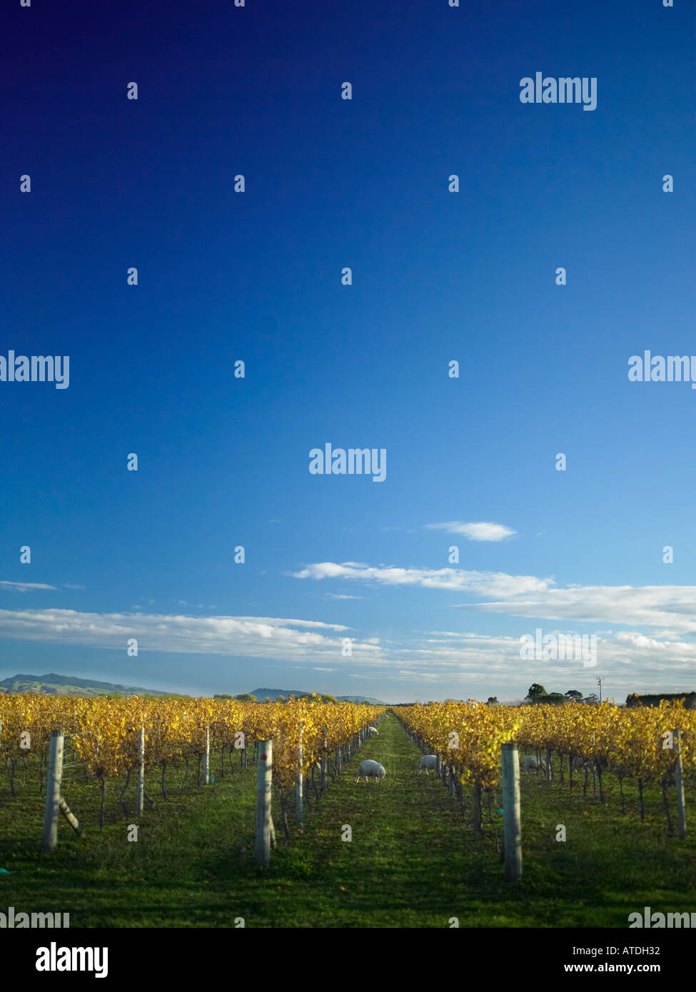 vertical picture of the vineyards in hawkes bay new zealand with soft evening light hitting the vines and crisp blue skys Stock Photo
