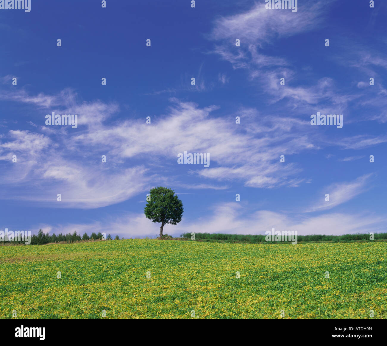Single tree in soybean field, Hokkaido, Japan Stock Photo - Alamy