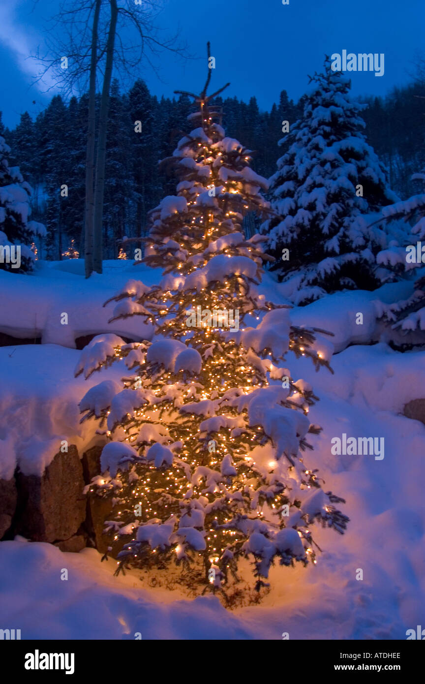 Tree covered with snow hi-res stock photography and images - Alamy