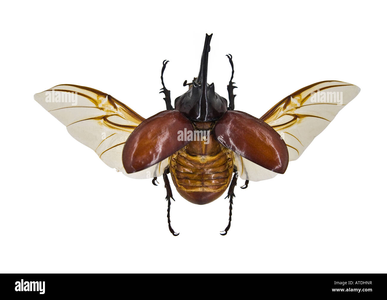 Elephant Beetle specimen on white background Megasoma elephas