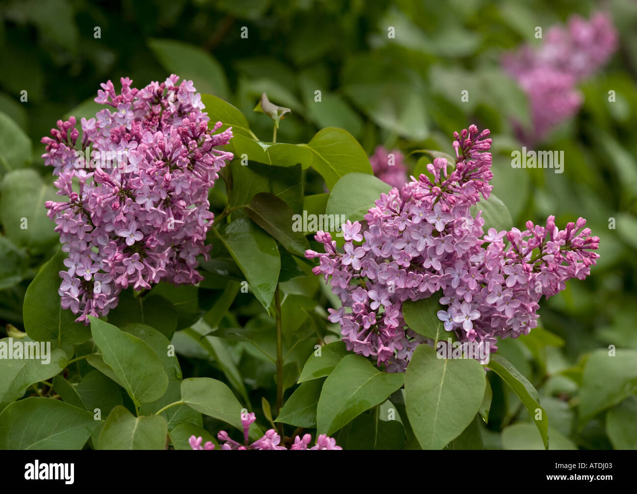 Lilac garden flower, Syringa vulgaris Stock Photo