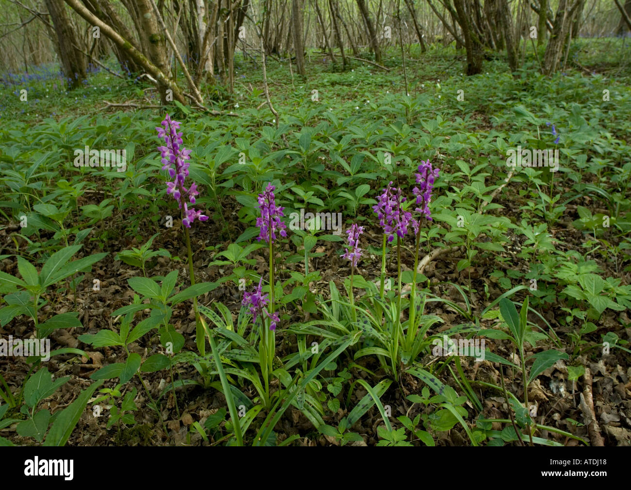 Early purple orchids Orchis mascula in old coppice woodland Stock Photo