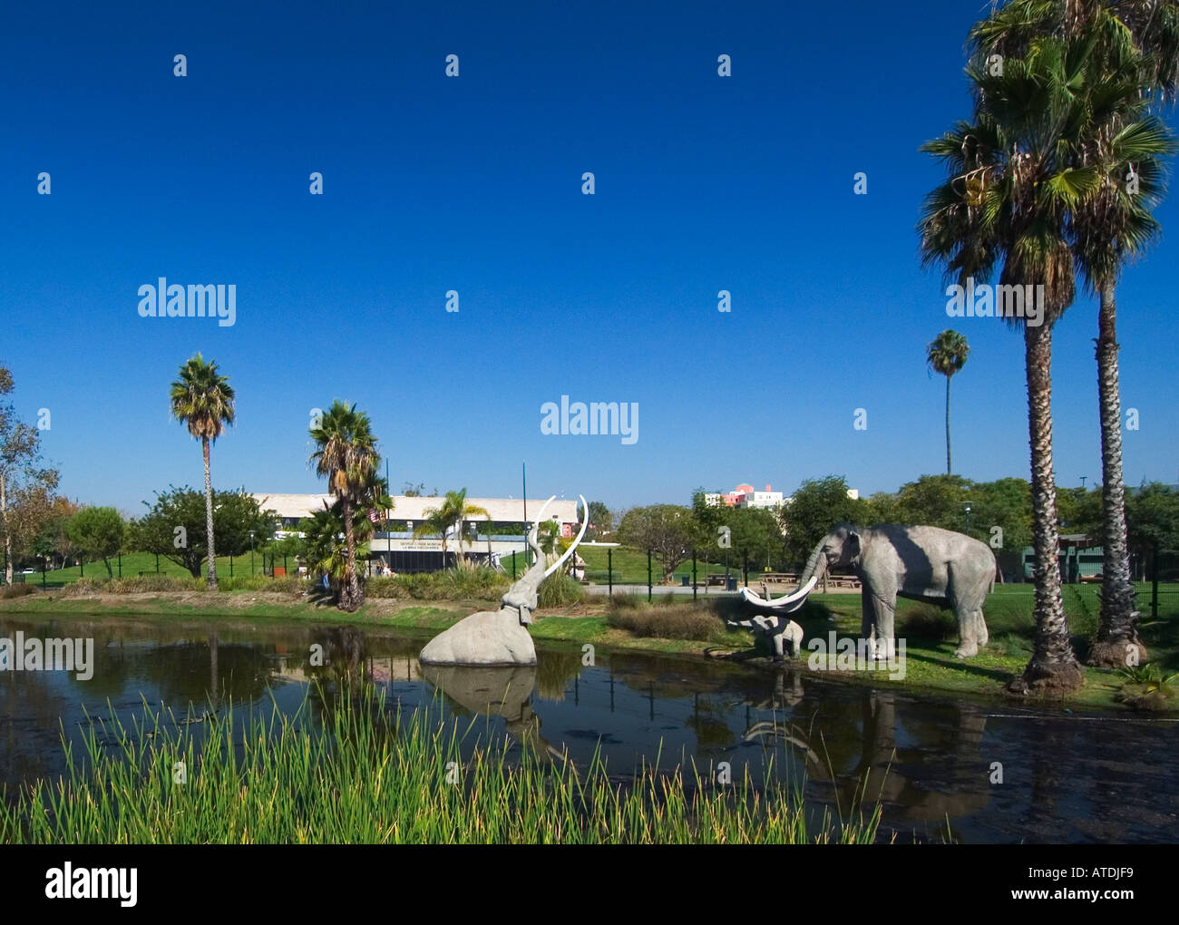 La brea dire wolf fossil hi-res stock photography and images - Alamy