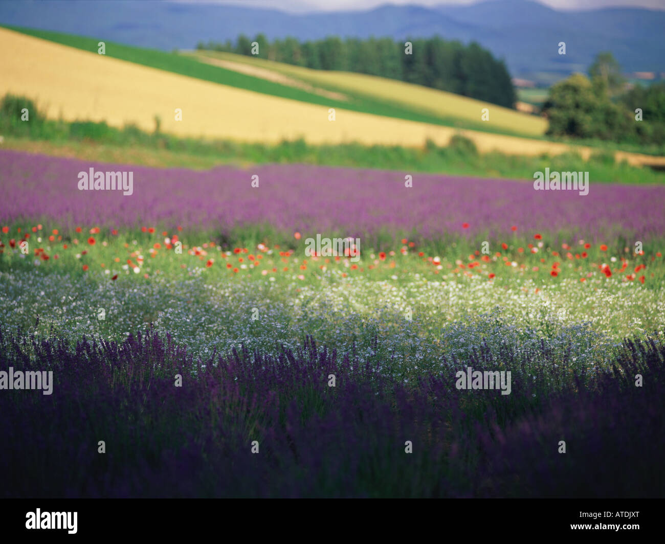 Flower farm, Hokkaido, Japan Stock Photo Alamy