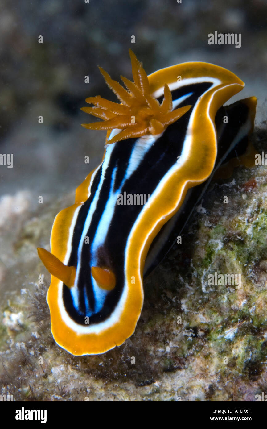 nudibranch and Coral reef, Red Sea Egypt, underwater, scuba, diving