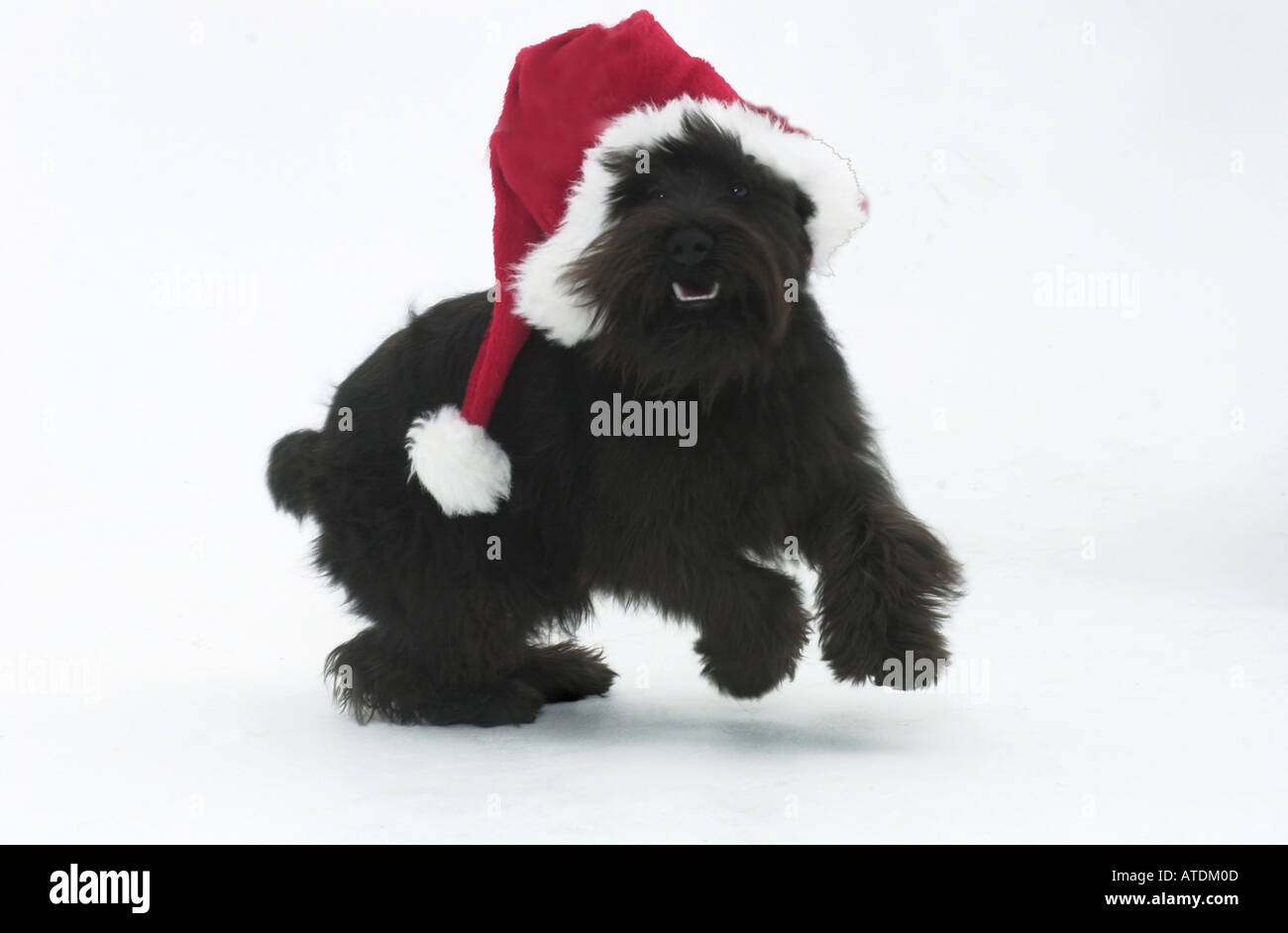 Young black mini Schnauzer with Santa hat lies on a white background Stock Photo