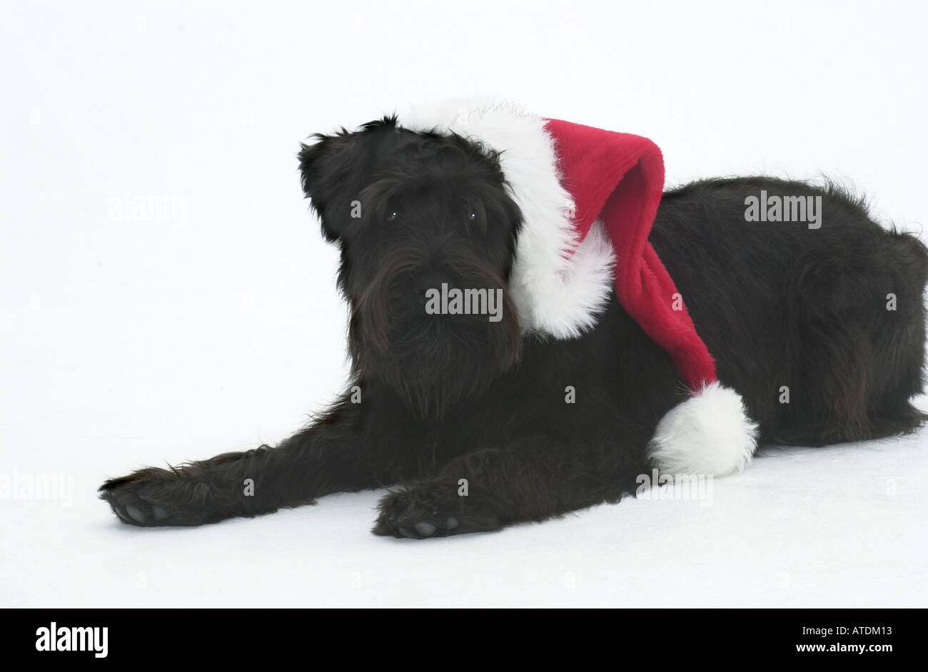 Young black mini Schnauzer with Santa hat lies on a white background Stock Photo
