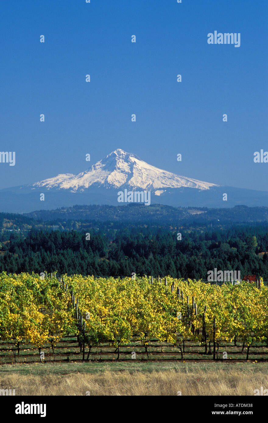 Mount Hood with grape vines at Ruby Vineyards in the Chehalem Hills overlooking Tualatin Valley Oregon Stock Photo