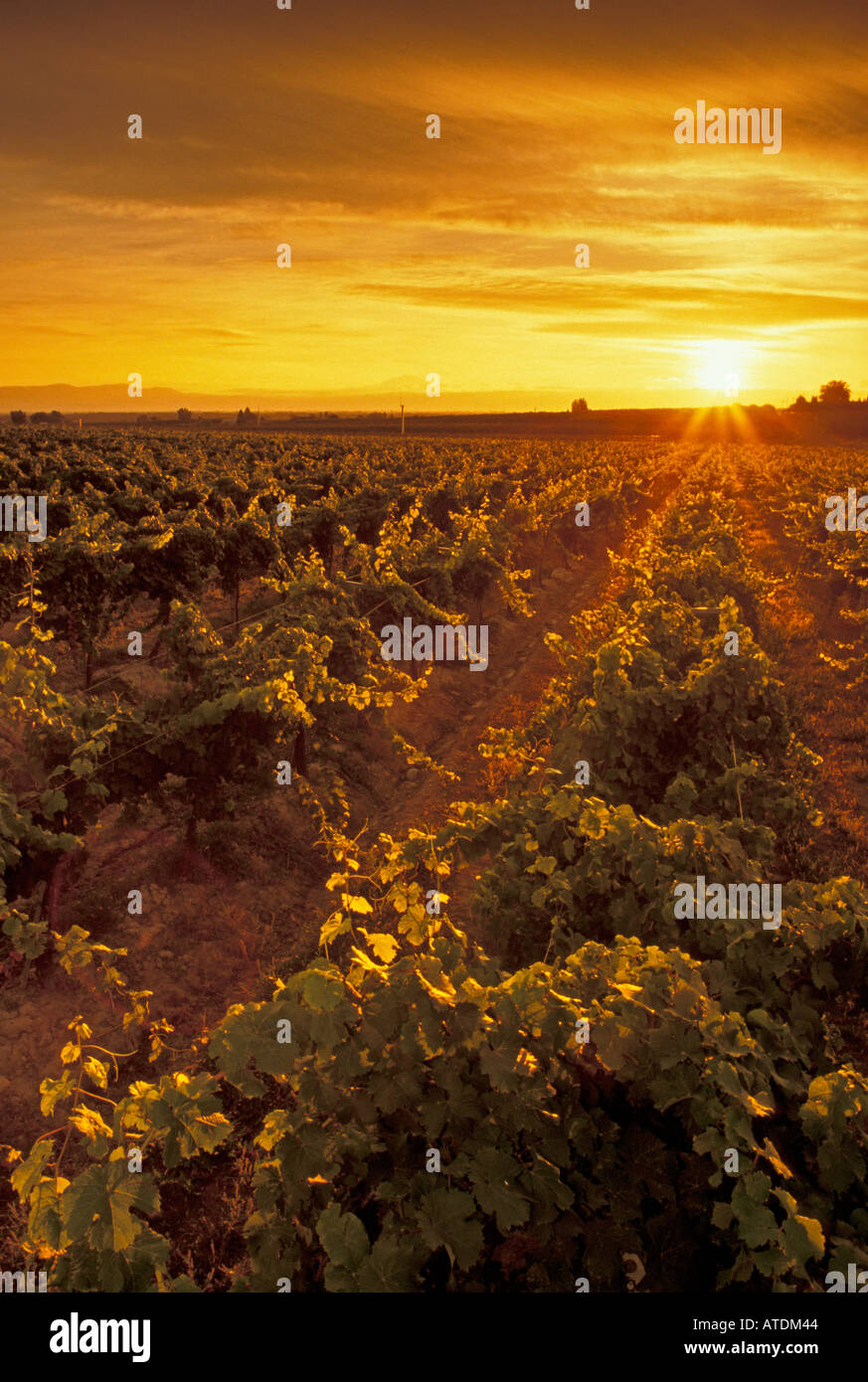 Yakima vineyards hires stock photography and images Alamy
