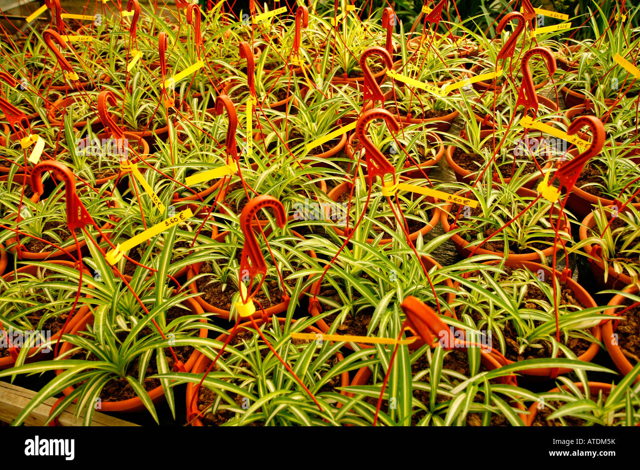 Spider Plant For Sale Chlorophytum Comosum Stock Photo Alamy,Robo Dwarf Hamster Pictures