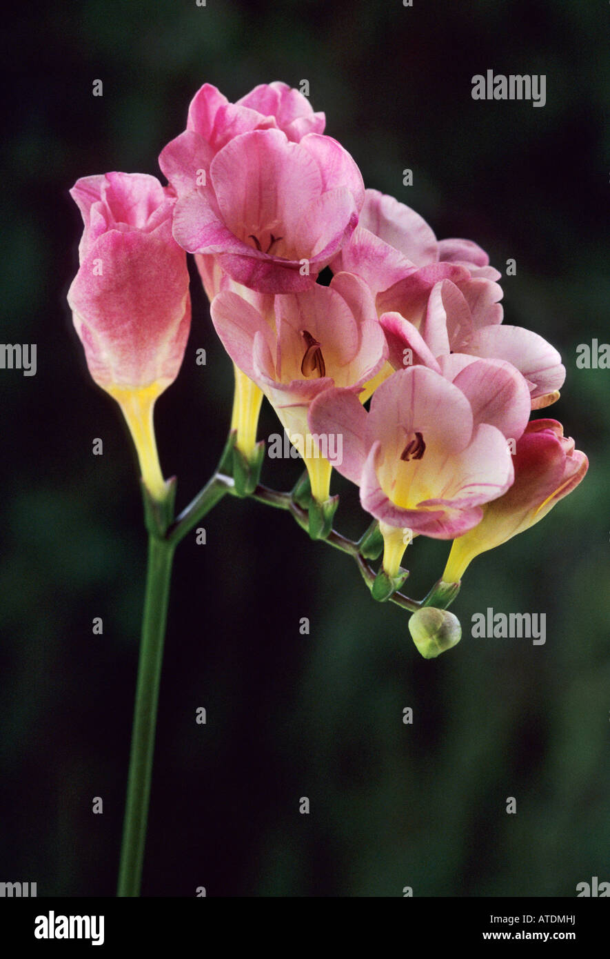 Freesia flowers bulbs hi-res stock photography and images - Alamy