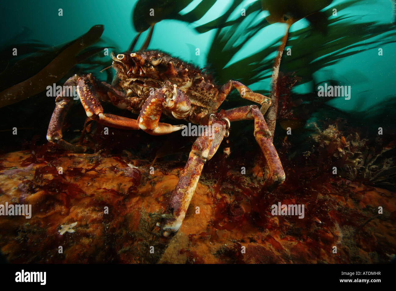 Atlantic Spider Crab Maja brachydactyla Valentia Island Atlantic Ireland Stock Photo