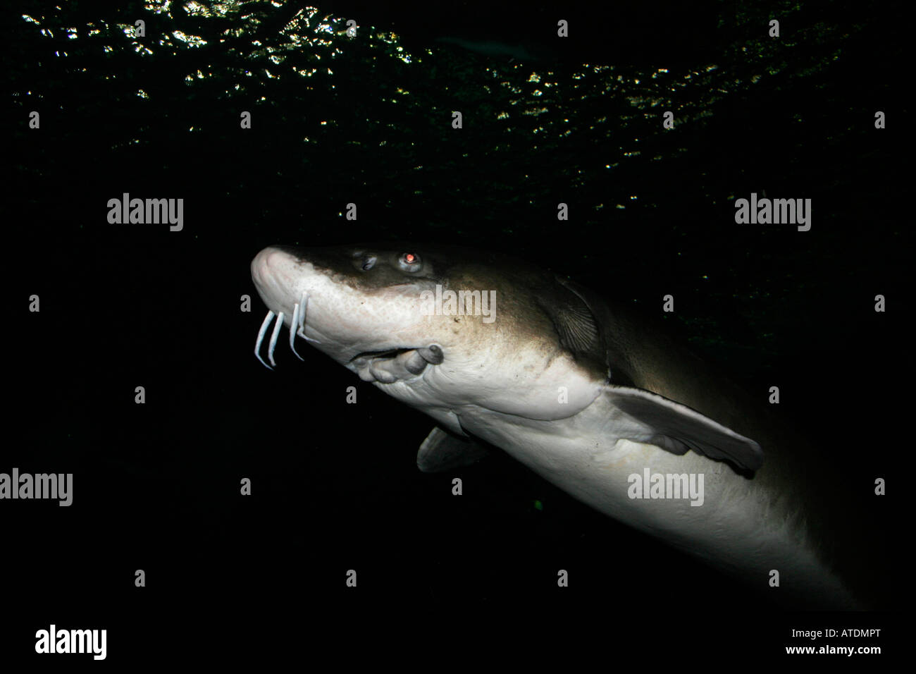 Lake Sturgeon Acipenser fulvescens Stock Photo Alamy