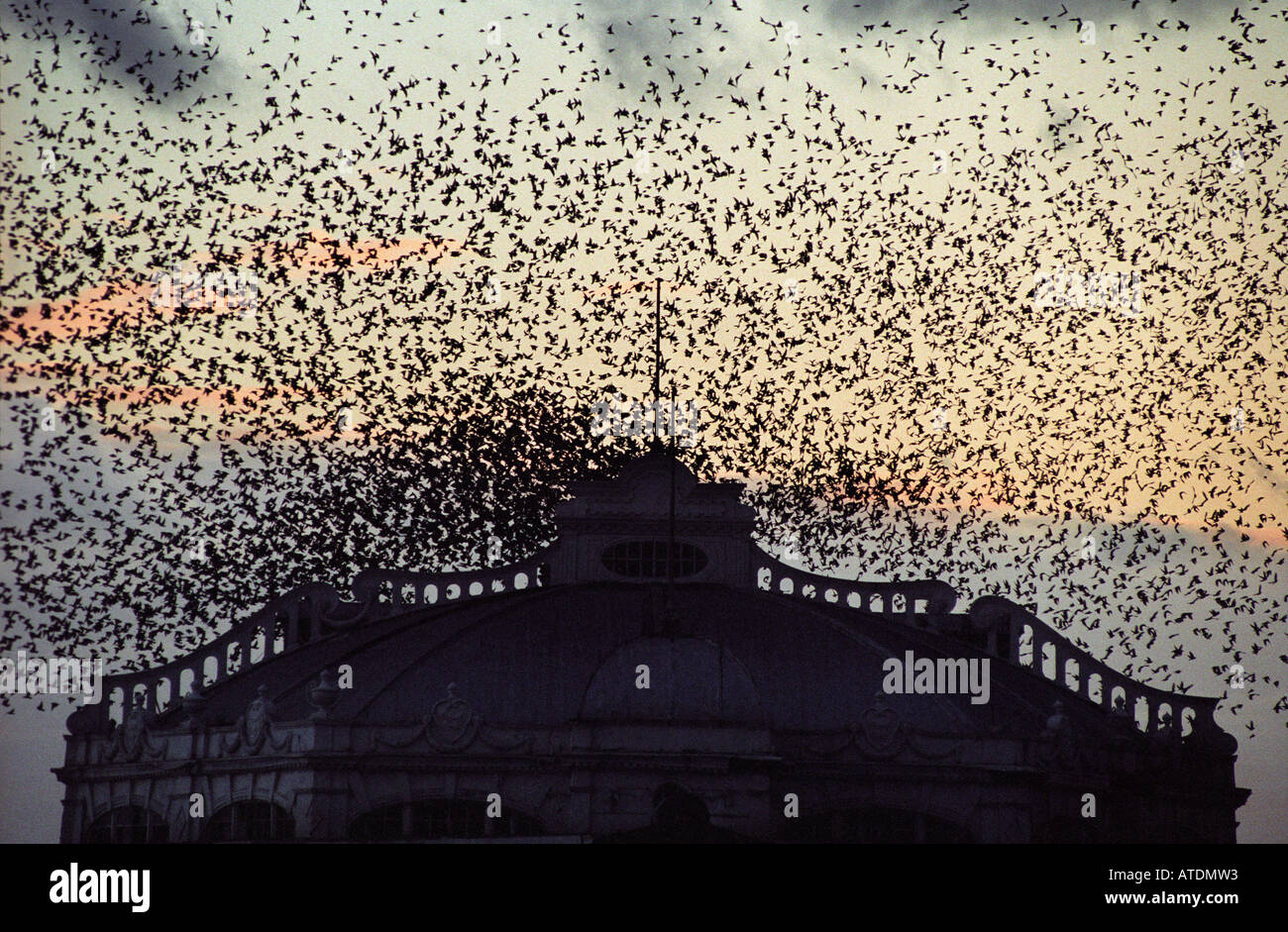 Swarm crowd mob hi-res stock photography and images - Alamy