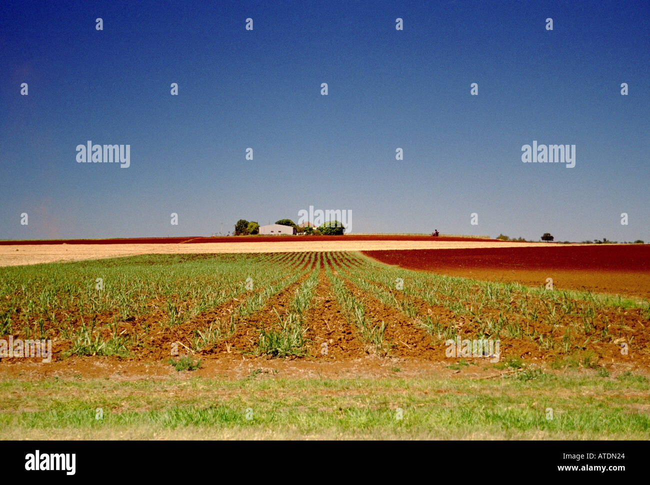 wide view of sugar cane crop BUNDABERG QUEENSLAND AUSTRALIA Stock Photo ...