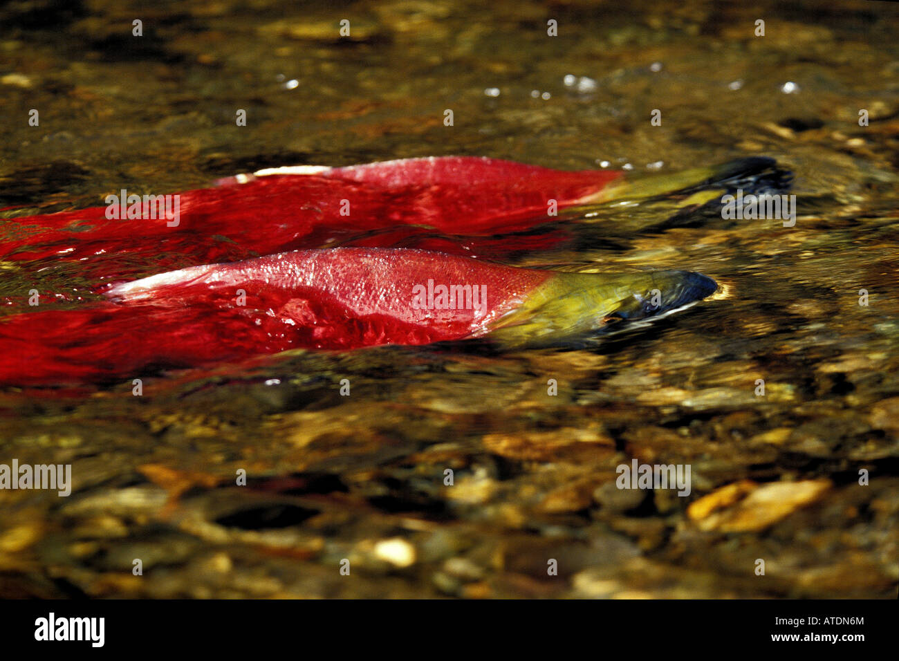 Sockeye or Red Salmon Oncorhynchus nerka Horsefly River British Columbia Stock Photo