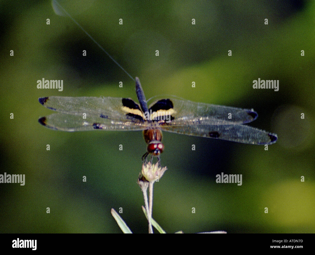 DRAGONFLY SITTING ON A PLANT WITH ITS WINGS SPREAD Stock Photo - Alamy
