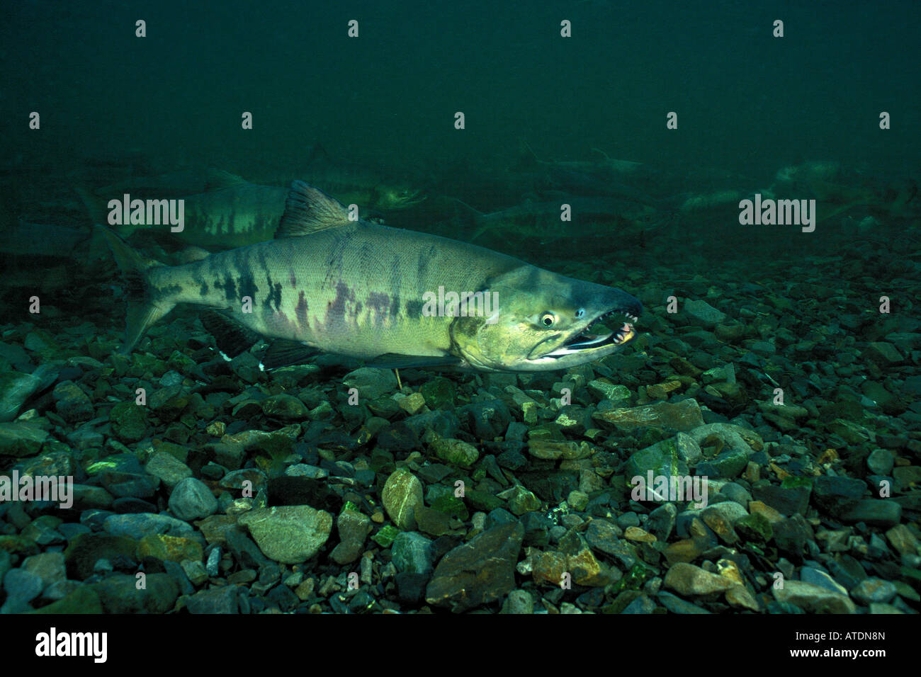 Chum Or Dog Salmon Oncorhynchus Keta Owens Creek Alaska Stock Photo Alamy