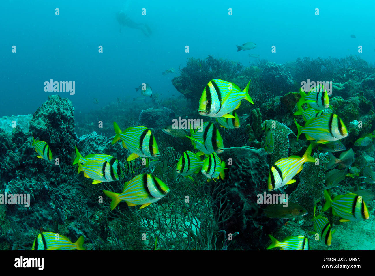 Atlantic porkfish Anisotremus virginicus Florida Atlantic Ocean Stock Photo